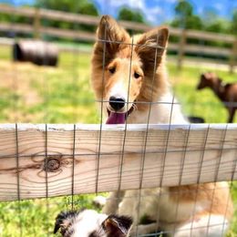 Collies from Quigley Farm Collies