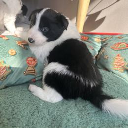 Boy 2 - Black and white male Border Collie puppy in Jonesboro, Arkansas from Hampton Border Collies