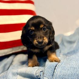 Fornell - Black and tan male Dachshund puppy in Red Bluff, California from Down The Hill Potterdale