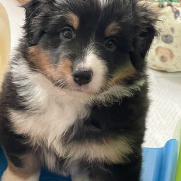 Black tri Female 1 (purple) - Black tri-color female Australian Shepherd puppy in Diamond Springs, California from Two Rivers Aussies