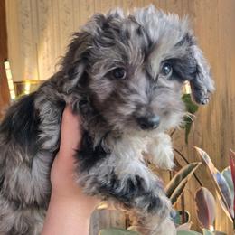 Altar - Blue roan female Cockapoo puppy in Little Valley, New York from Velvet Moon Cockapoos