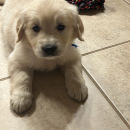 Mr. Blue - Light golden male Golden Retriever puppy in Garland, Texas from Rangel Family Goldens