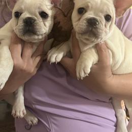 French Bulldog All Grown Up from Maci Card