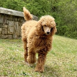 Benjamin - Poodle