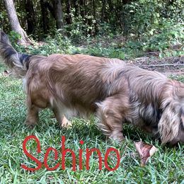 Schino - Dachshund