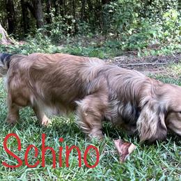 Schino - Dachshund