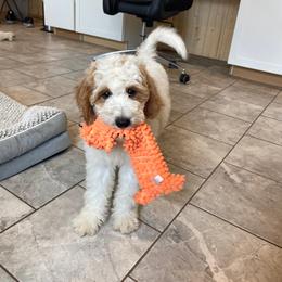 Dolly - Parti female Goldendoodle puppy in Sugarcreek, Ohio from True Hearted Doodles
