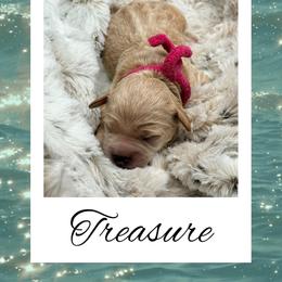 Treasure - Apricot female Goldendoodle puppy in Horner, West Virginia from Deer Creek Goldens of WV