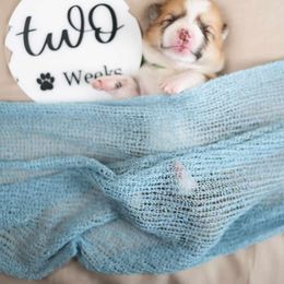 American Corgi and Pembroke Welsh Corgi Puppies from Constellation Corgi