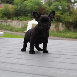Boxer, Bulldog, and French Bulldog Puppies from Hillview Kennels