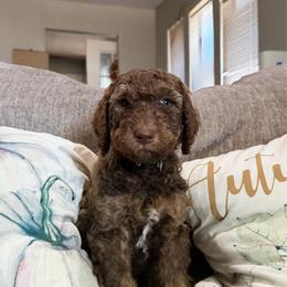 Titan - Chocolate male Goldendoodle puppy in Arlington, Texas from Chambers Doodle Patch