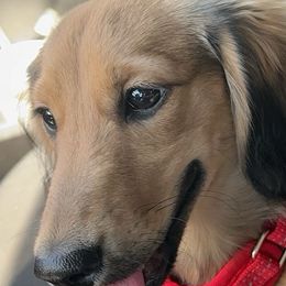 Max - Dachshund