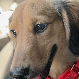 Max - Dachshund