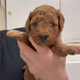 Penny's brown girl - Red  female Goldendoodle puppy in Phelan, California from High Desert Doodles - the original
