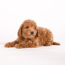 Colby - Cream male Goldendoodle puppy in Payson, Utah from Country Sky Doodles