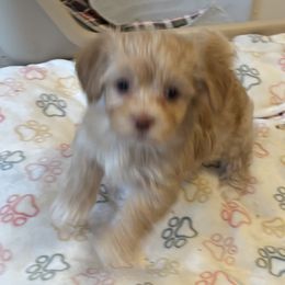 Boy 2 - male Havanese puppy in East Lansing, Michigan from VanCort's Happy Havanese