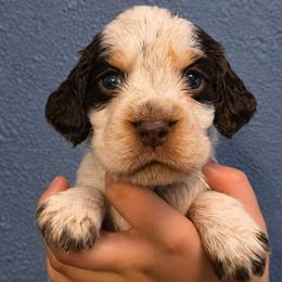 Drizella - Tri-Roan female English Springer Spaniel puppy in Fort White, Florida from Thunderbird Springers