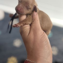 Purple collar - Red  female Goldendoodle puppy in Homer, Georgia from Creekside Kennels