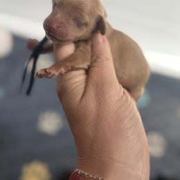 Purple collar - Red  female Goldendoodle puppy in Homer, Georgia from Creekside Kennels