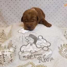 Dilute Retriever and Labrador Retriever Puppies from Kilgore’s Labrador Retrievers