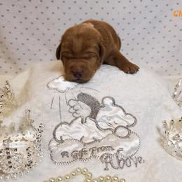 Dilute Retriever and Labrador Retriever Puppies from Kilgore’s Labrador Retrievers