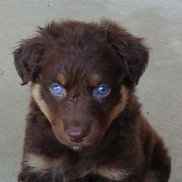 Australian Shepherds from Southern Valley Aussies
