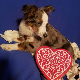 Toy Australian Shepherds from Janousek Farms