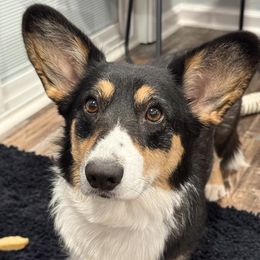 Violet - Cardigan Welsh Corgi