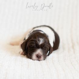 Lavender Collar Girl - Chocolate female Australian Labradoodle puppy in Thousand Oaks, California from Lovely Doodle Lane