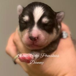 Danny - Silver and white male Pomsky puppy in Rossville, Georgia from Scenic City Pomskies