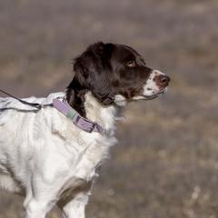 Drentsche Patrijshond All Grown Up from Meliora Drentsche Patrijshonden
