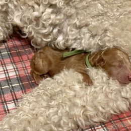 Labradoodle and Poodle Puppies from Skylark Legacy Farm Poodles & Doodles
