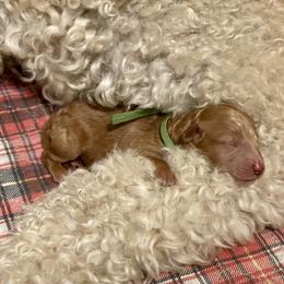 Labradoodle and Poodle Puppies from Skylark Legacy Farm Poodles & Doodles