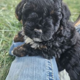 California - Black and white female Assorted Doodle Crosses puppy in Rainier, Oregon from Seven Petals Farm