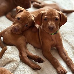 Ollie - Golden rust male Vizsla puppy in Plymouth, Minnesota from Carlson Vizslas