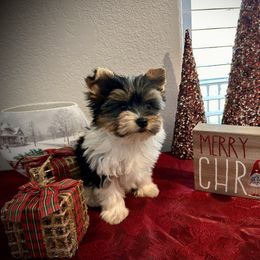 Charlie - Parti male Yorkshire Terrier puppy in Bowling Green, Kentucky from Lil Country Gems Yorkies