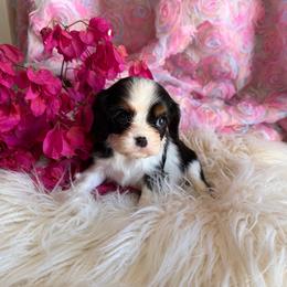 Murphy - Tri-color male Cavalier King Charles Spaniel puppy in Encinitas, California from Seaside Cavaliers