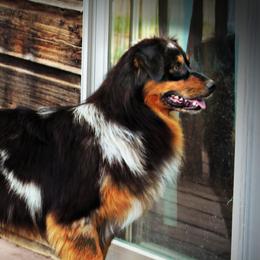Ringo - Australian Shepherd