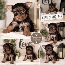 Tiny Rusty Row - Liver male Yorkshire Terrier puppy in Dalton, Georgia from Southern Charm Precious Paws