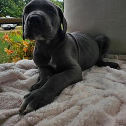 Reagan - Blue male Great Dane puppy in Grass Lake, Michigan from Harrison Danes