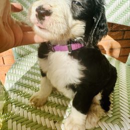 Sheepadoodle Puppies from Boujie Doo’s