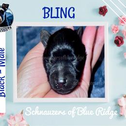 Bling - Black male Miniature Schnauzer puppy in Spruce Pine, North Carolina from Schnauzers of Blue Ridge