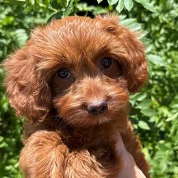 Nola - Red female Cavapoo puppy in Tucson, Arizona from Adored Poodle & Doodles