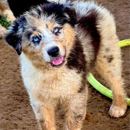 Titian - Blue merle male Australian Shepherd puppy in Mineral Wells, Texas from A6 Australian Shepards