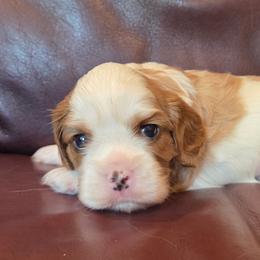 Milo - Blenheim male Cavalier King Charles Spaniel puppy in Paulden, Arizona from Nine Mile Cavaliers