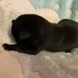 Black Female - Black female German Shepherd puppy in Effingham County, Illinois from Delaney Working Dogs