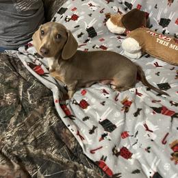 Cupcake - Dachshund
