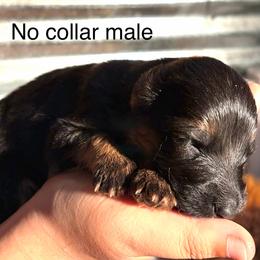 No Collar - Black and red male German Shepherd puppy in Puyallup, Washington from Majestic Royal German Shepherd’s