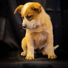Anatolian Shepherd Dog and Australian Cattle Dog Puppies from 4D Cattle Dogs