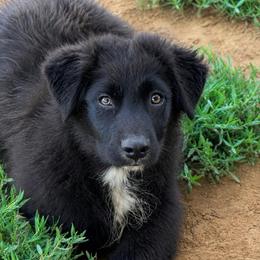Onyx - Black & white male Australian Shepherd puppy in Mineral Wells, Texas from A6 Australian Shepards